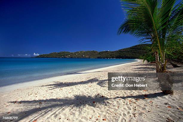 palms and shadows on beach - magens bay stock pictures, royalty-free photos & images