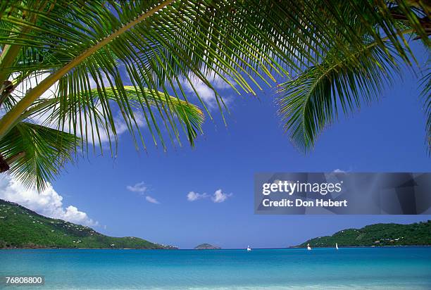 palms over seascape - magens bay stock pictures, royalty-free photos & images