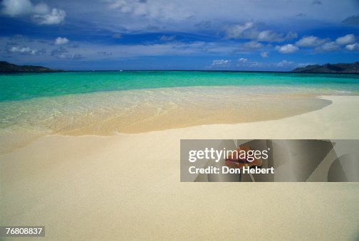 Coin Shell Beach Conch Shell On Beach High-Res Stock Photo - Getty Images