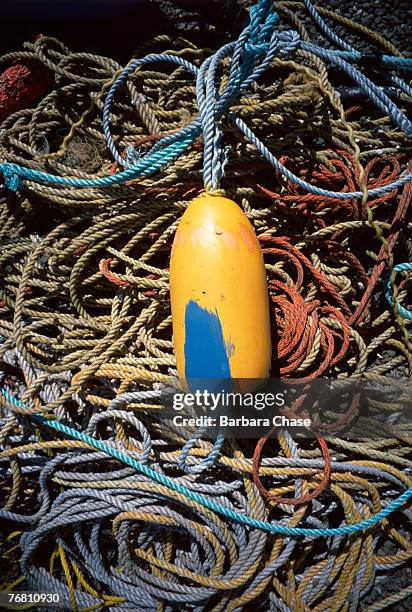 Tangled Fish Rope Tangled Fishing Line Photos and Premium High Res Pictures - Getty Images