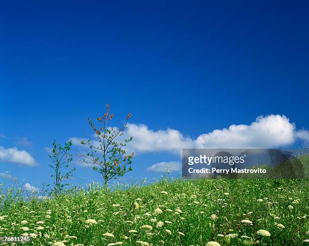 field of flowers with sky and clouds - laval canada stock pictures, royalty-free photos & images