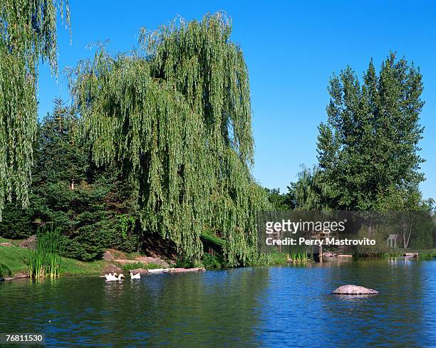 pond with ducks - laval canada stock pictures, royalty-free photos & images