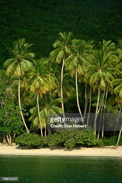palm trees on beach, cane garden bay, virgin islands - cane garden bay stock-fotos und bilder