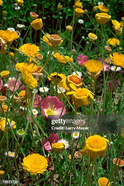desert marigolds and mexican primrose - desert marigold stock pictures, royalty-free photos & images