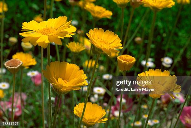 desert marigolds and mexican primroses - desert marigold stock pictures, royalty-free photos & images