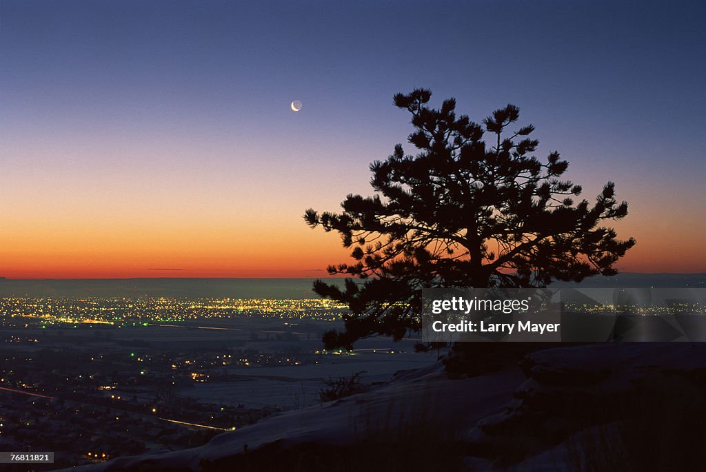 Ponderosa pine tree and city lights