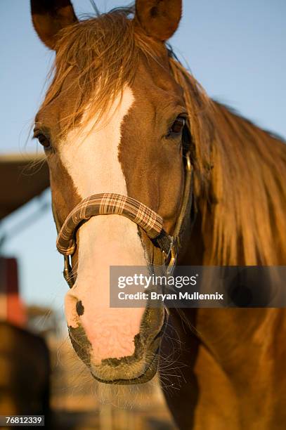 horse, california, usa - gateado imagens e fotografias de stock