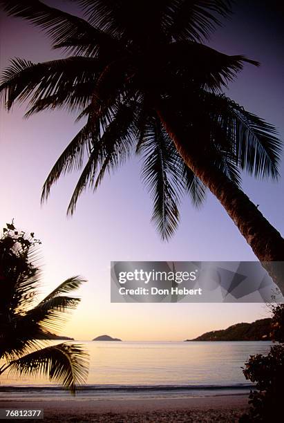 silhouette of palm trees on beach - magens bay stock-fotos und bilder