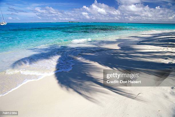 tropical beach with palm tree shadows - tobago cays stock pictures, royalty-free photos & images