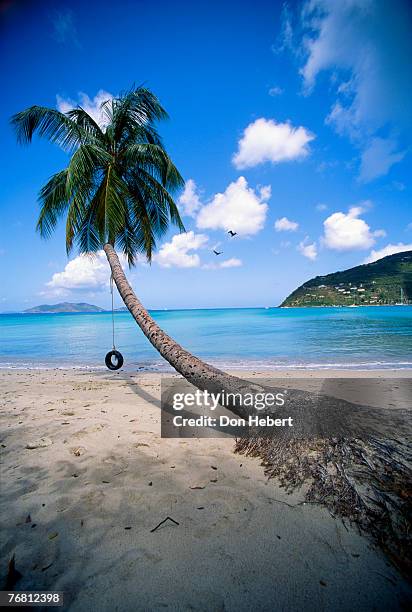 beach scenery with tire swing - cane garden bay stock pictures, royalty-free photos & images