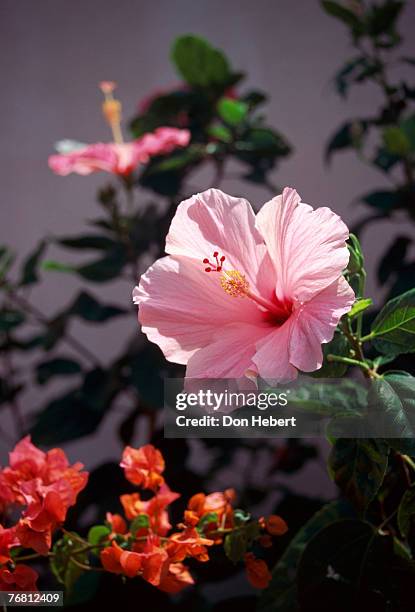 pink hibiscus and bougainvillea flowers - british virgin islands stock pictures, royalty-free photos & images