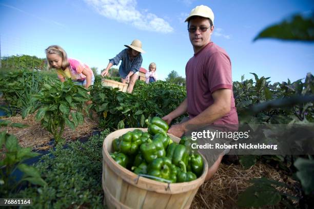 John Bokaer-Smith, right, 37 years, helps out with the pepper harvest at EcoVillage at Ithaca in Ithaca, New York August 28, 2007. Bokaer-Smith and...