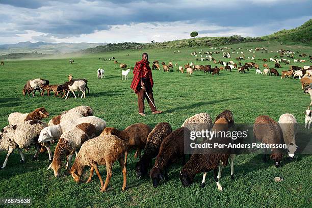 An unidentified Masai man walks with his sheep along Lake Elementeita on December 12, 2006 close to Soysambu farm, Kenya. The 55,000-acre farm is...