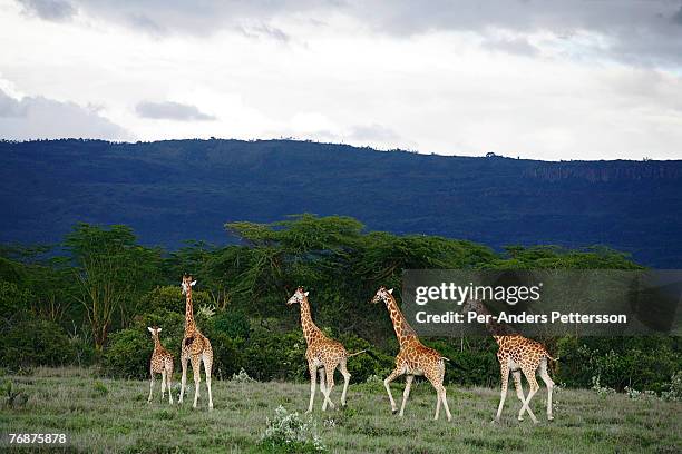 Group of Giraffe stands on an open field on December 13, 2006 on Soysambu farm, Kenya. The 55,000-acre farm is owned by Delamere's, the descendants...