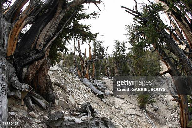 The ancient Bristlecone Pine trees are seen 13 September 2007 in the White Mountains of the Inyo National Forest near Bishop, California. With some...