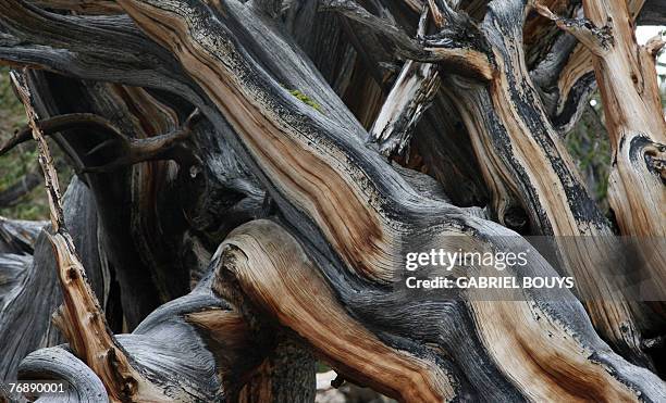 The ancient Bristlecone Pine trees are seen 13 September 2007 in the White Mountains of the Inyo National Forest near Bishop, California. With some...