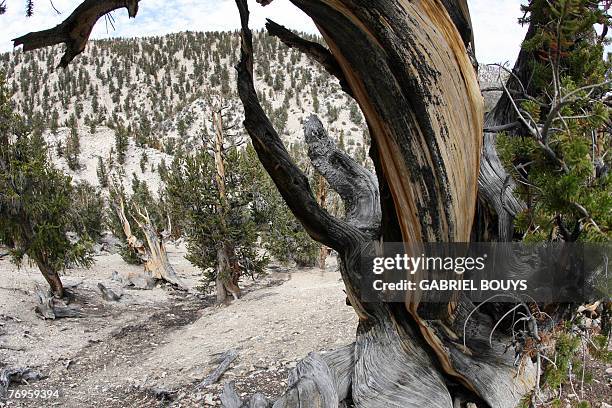 The ancient Bristlecone Pine trees are seen 13 September 2007 in the White Mountains of the Inyo National Forest near Bishop, California. With some...