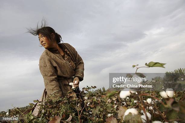 Farmer from Henan Province picks cotton in a cotton field on September 22, 2007 in Shihezi of Xinjiang Uygur Autonomous Region, China. About one...