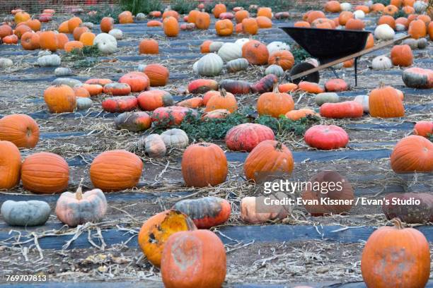 pumpkin season - evan kissner stock pictures, royalty-free photos & images