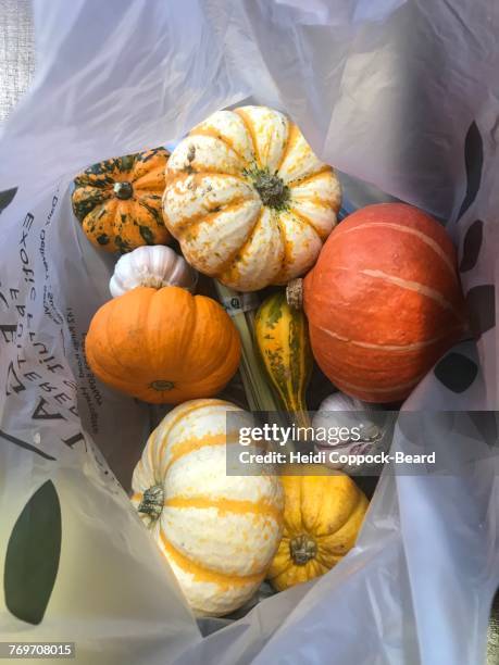 pumpkin season - heidi coppock beard stock pictures, royalty-free photos & images