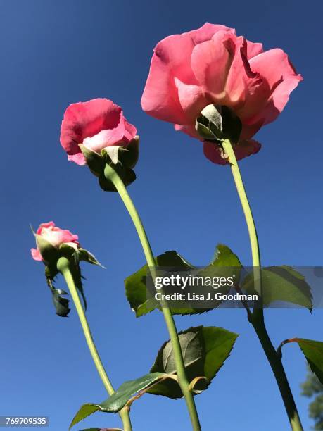 the blues - long stem flowers stock pictures, royalty-free photos & images