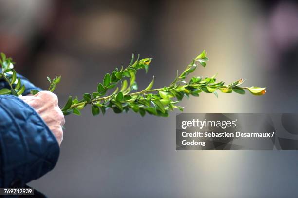 palm sunday boxwood. paris. france. - buxus stockfoto's en -beelden