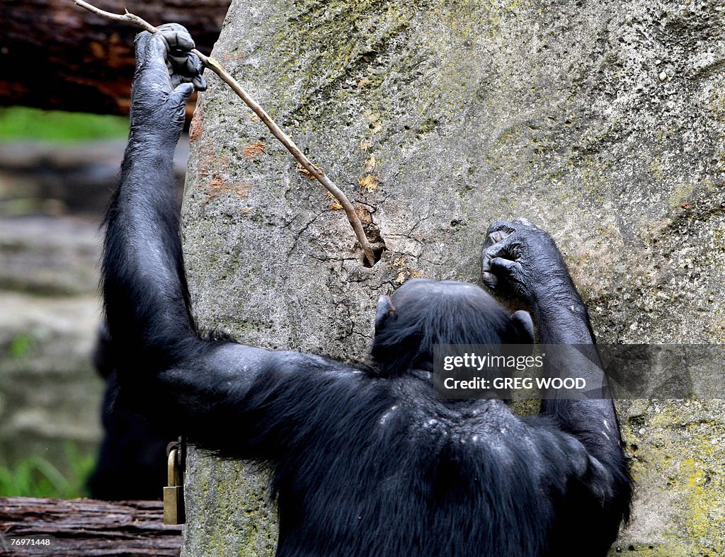 A chimpanzee uses a stick to retrieve fo