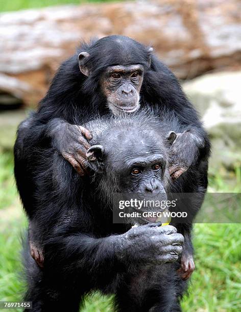 Chimp In House 174 Chimpanzee House Stock Photos, High-Res Pictures, and Images ...