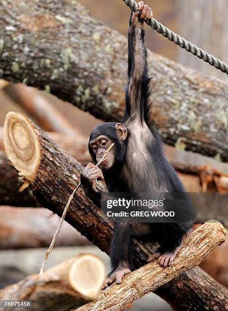Chimp In House Chimpanzee House Photos and Premium High Res Pictures - Getty Images