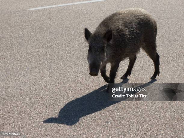 high angle view of wild boar on road - wildschwein stock-fotos und bilder