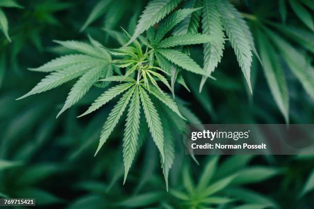 close-up of marijuana plant growing outdoors - pot stockfoto's en -beelden