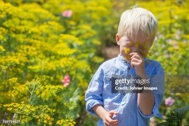 boy smelling flower - smaland stock-fotos und bilder