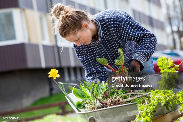 woman gardening - common beet stock pictures, royalty-free photos & images