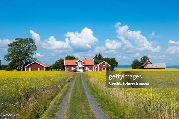 dirt track leading to farm house - svensk sommar bildbanksfoton och bilder