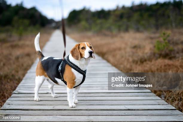 beagle on boardwalk - beagle stockfoto's en -beelden
