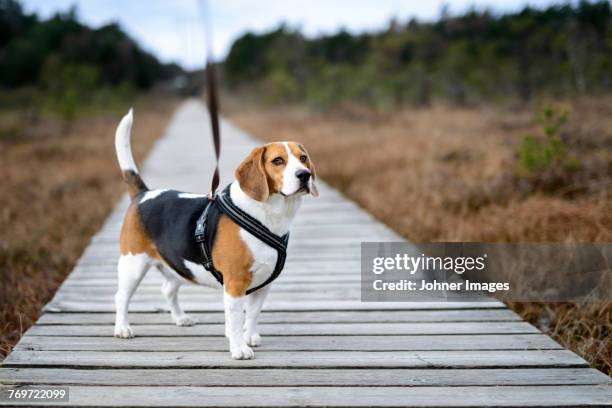 beagle on boardwalk - beagle stock pictures, royalty-free photos & images