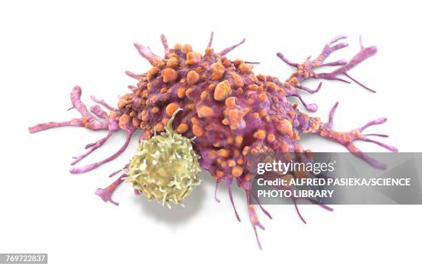 t lymphocyte and cancer cell, illustration - cancer stock-grafiken, -clipart, -cartoons und -symbole