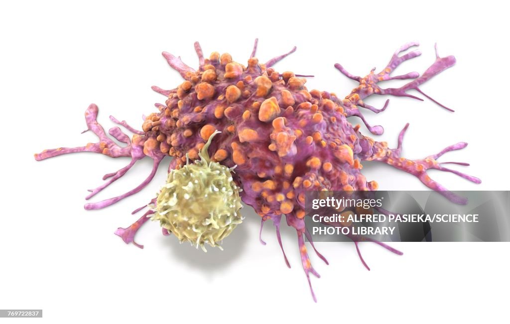T lymphocyte and cancer cell, illustration