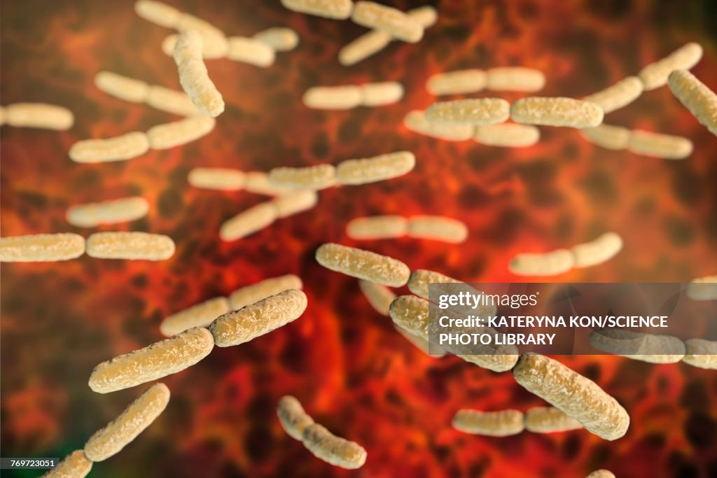 Lactobacillus crispatus bacteria, illustration