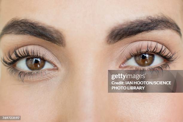 woman with brown eyes - eyelash fotografías e imágenes de stock