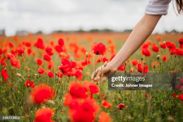 woman picking poppy - papaverveld stockfoto's en -beelden