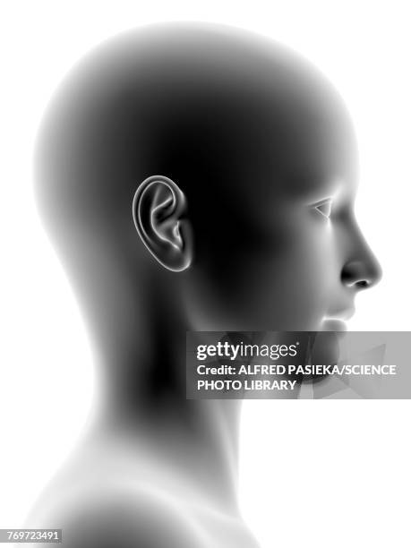 Head Library 15,737 Head Library Stock Photos, High-Res Pictures, and Images - Getty ...