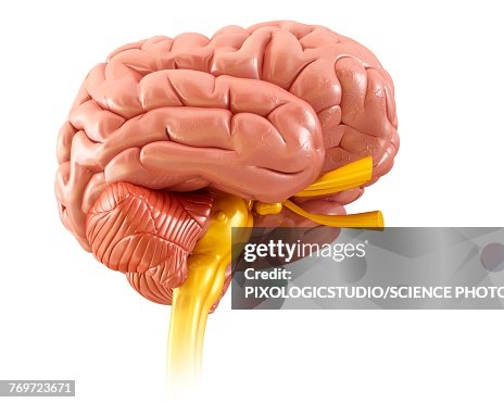 Human Brain Anatomy Illustration High-Res Vector Graphic - Getty Images
