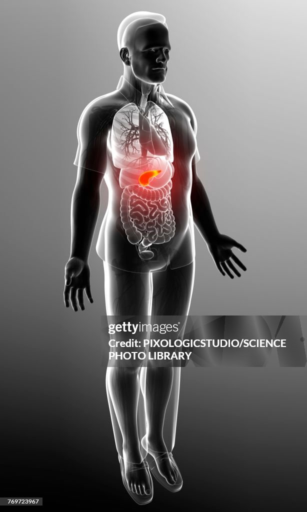 Male pancreas, illustration