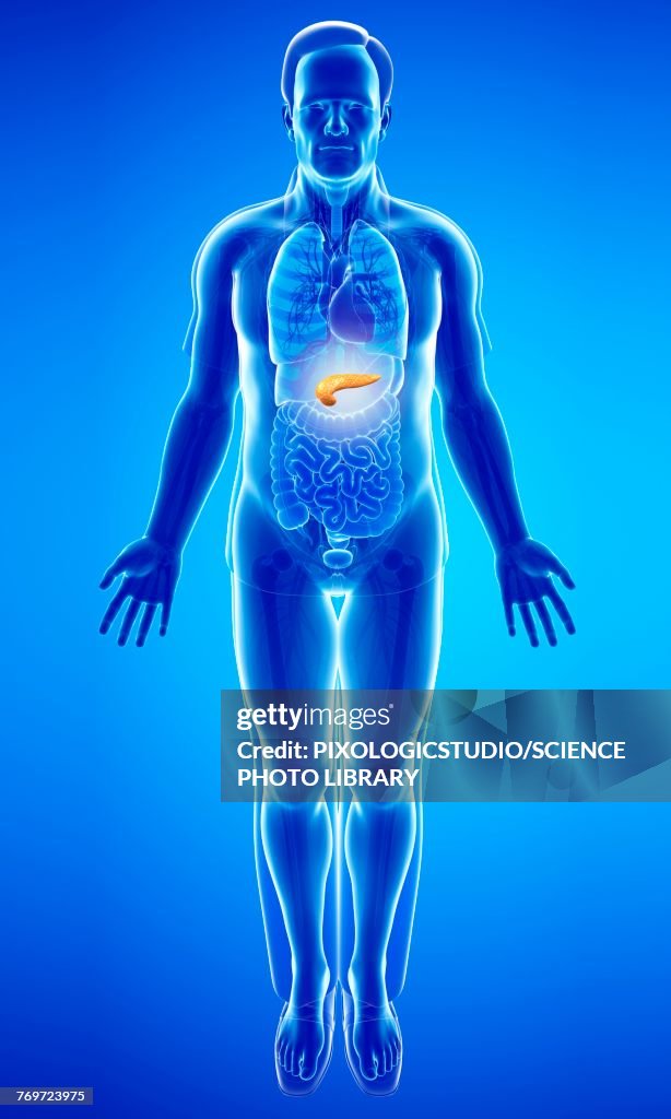 Male pancreas, illustration