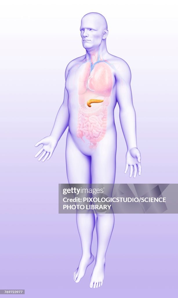 Male pancreas, illustration