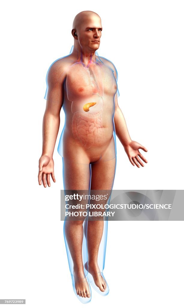 Male pancreas, illustration