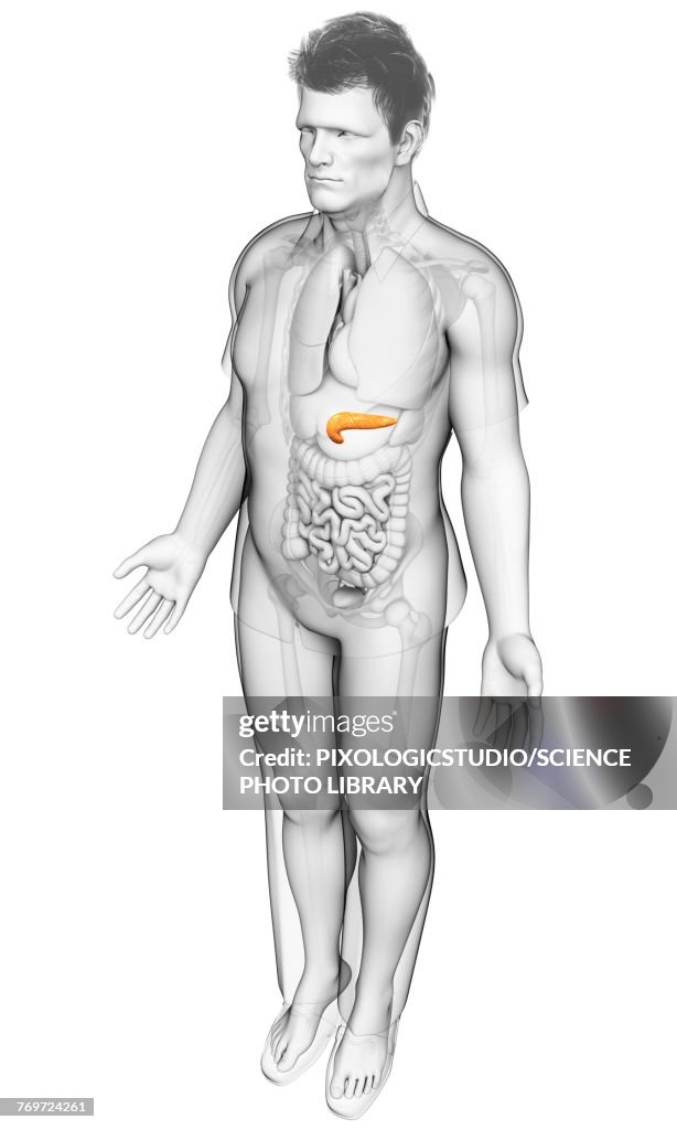 Male pancreas, illustration