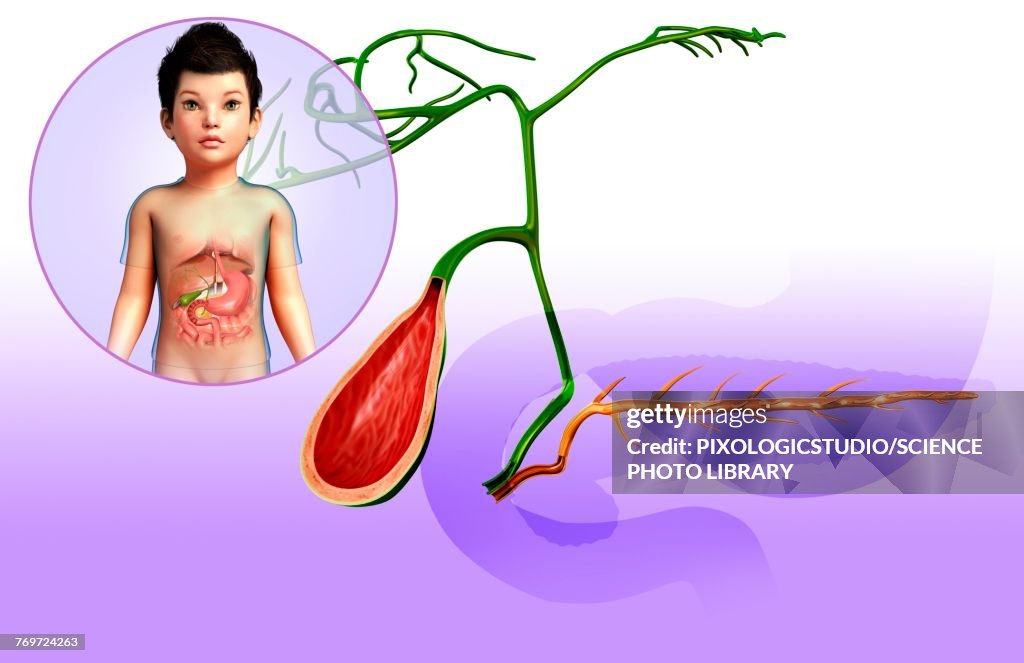 Pancreatic ducts and gallbladder, illustration