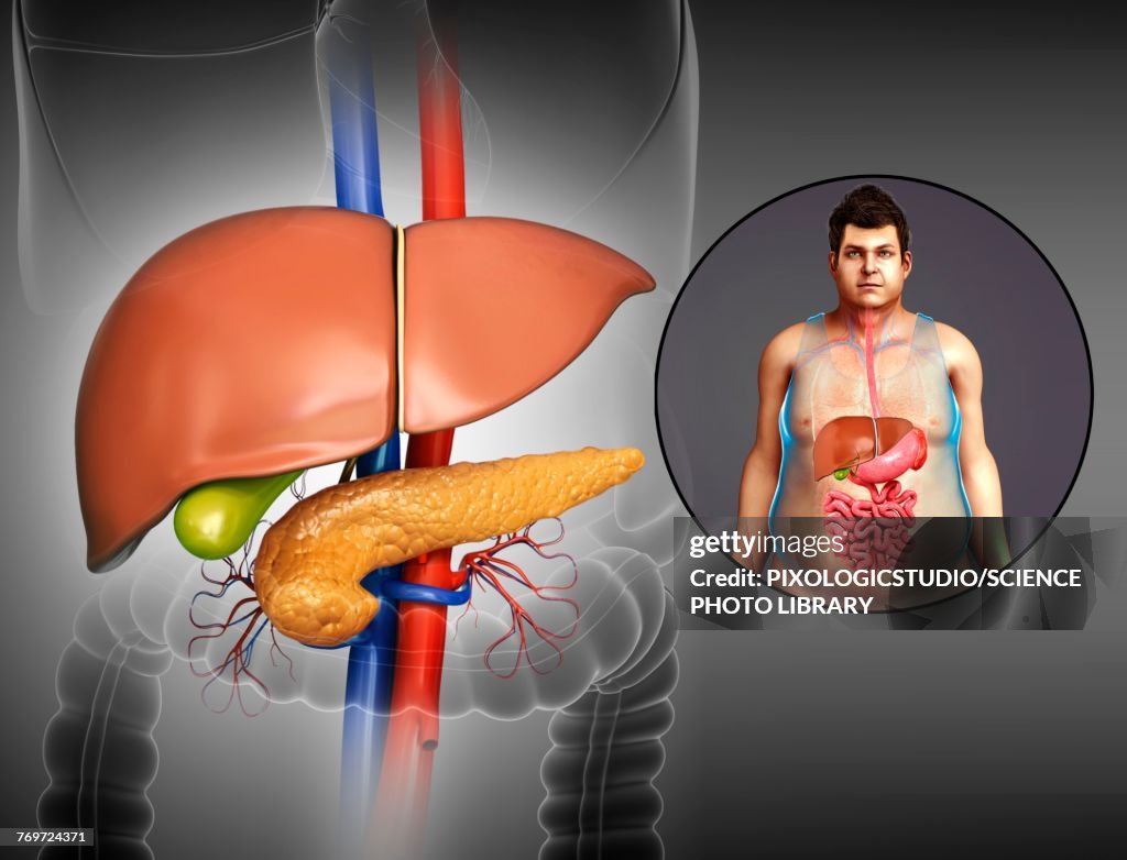 Male liver and pancreas, illustration